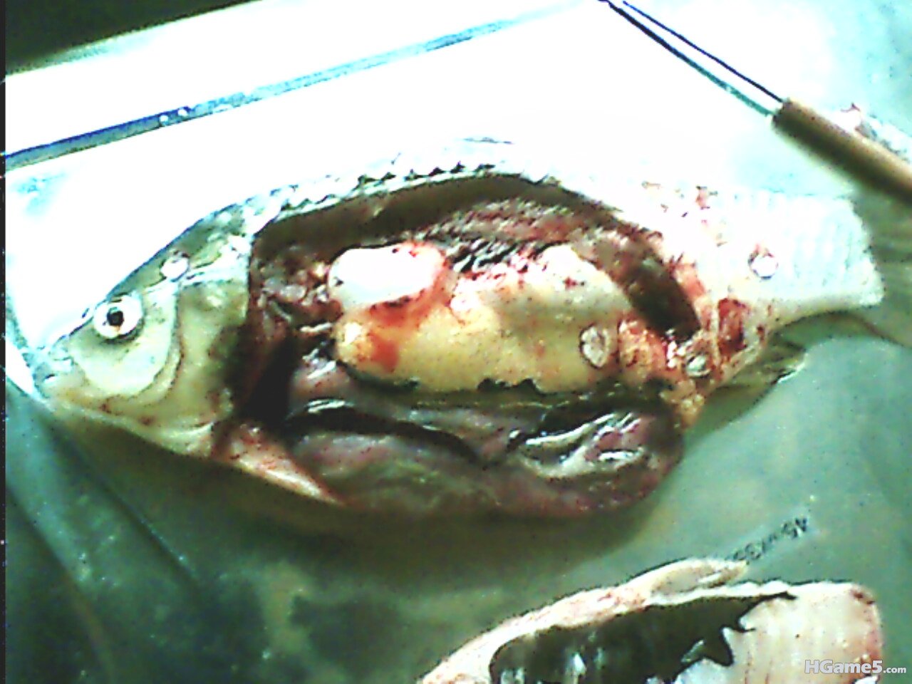 IMG0147A.jpg