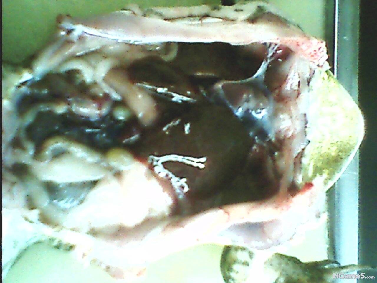 IMG0192A.jpg