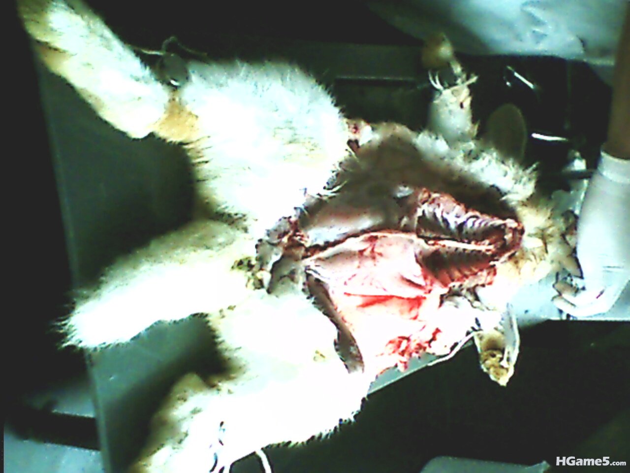 IMG0197A.jpg