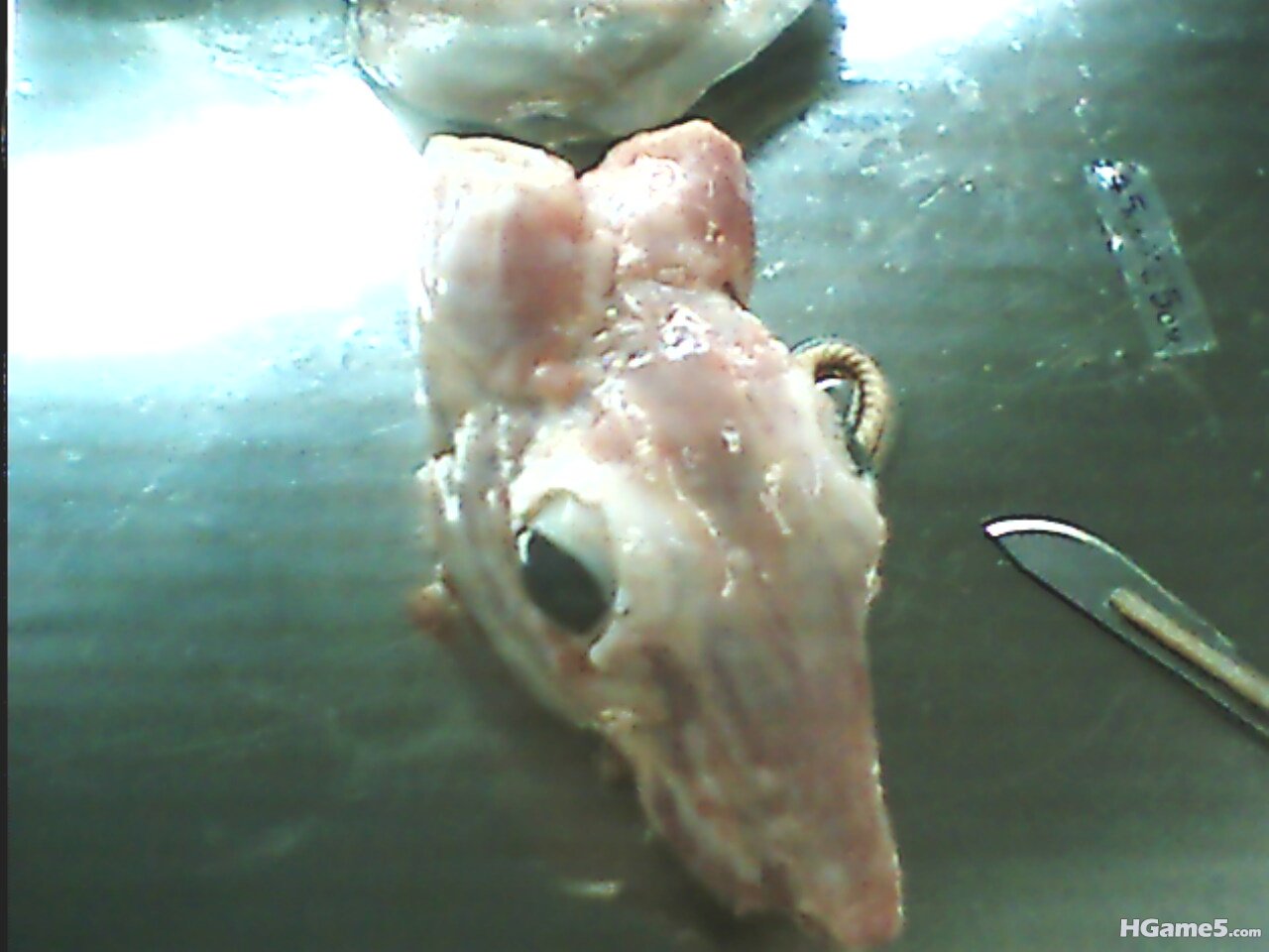 IMG0200A.jpg