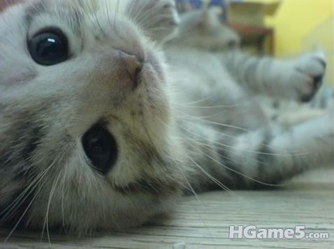 猫.png