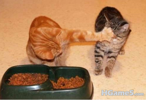 猫.png