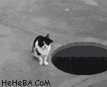 3676626145795689165.gif
