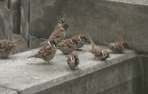 {`PMARAB9L0SR7TIYASIBYQ.gif