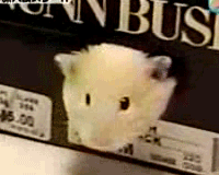 55.gif