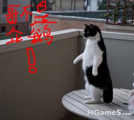哥不是企鹅.jpg