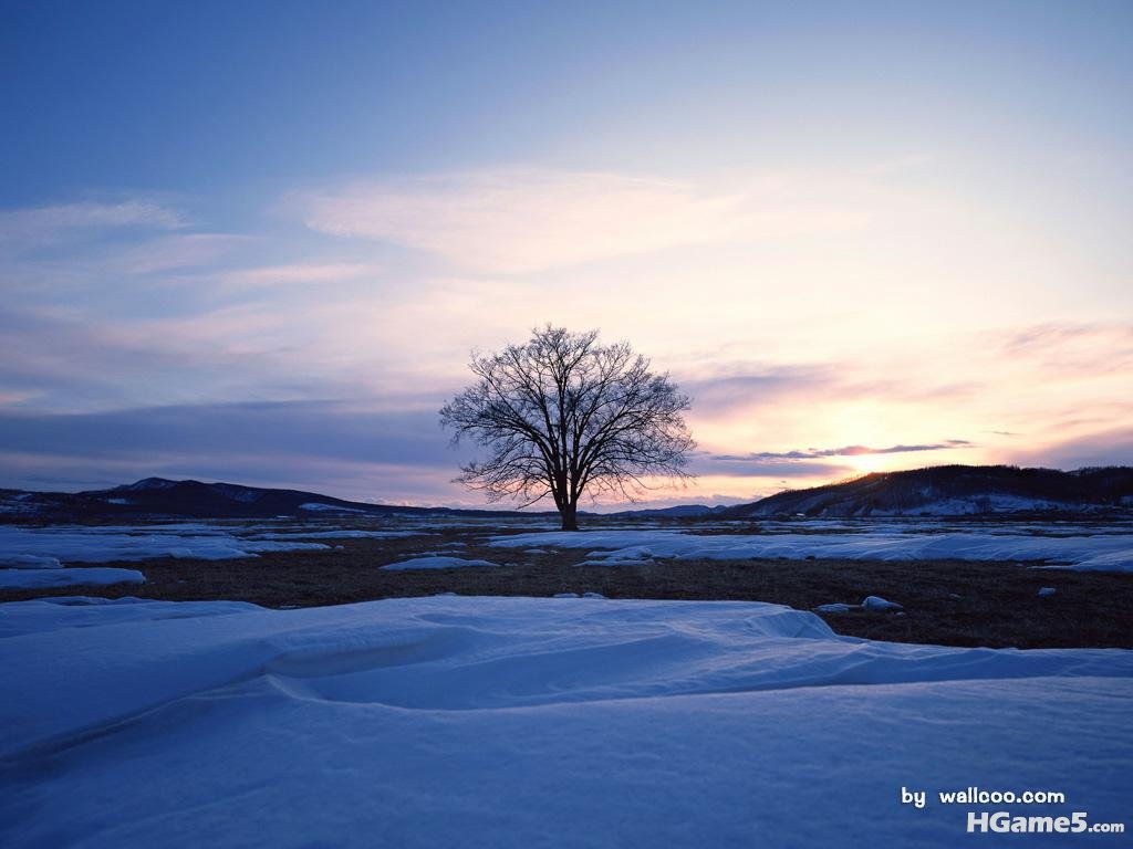 Tree_Simple_Coop_02_503_1024.jpg