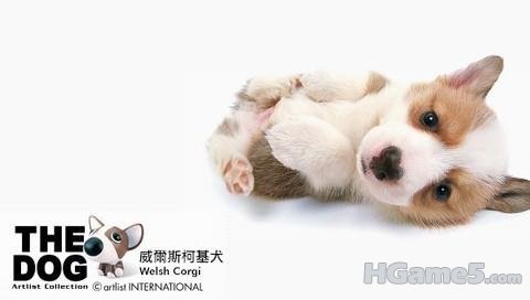 威爾斯柯基犬.jpg