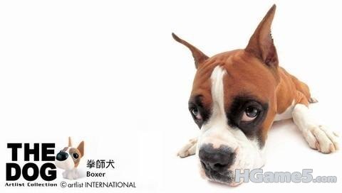 拳師犬.jpg