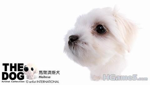 馬爾濟斯犬.jpg