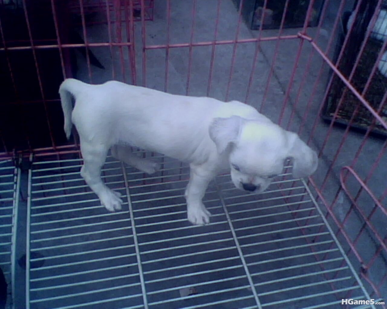 IMG0300A.jpg