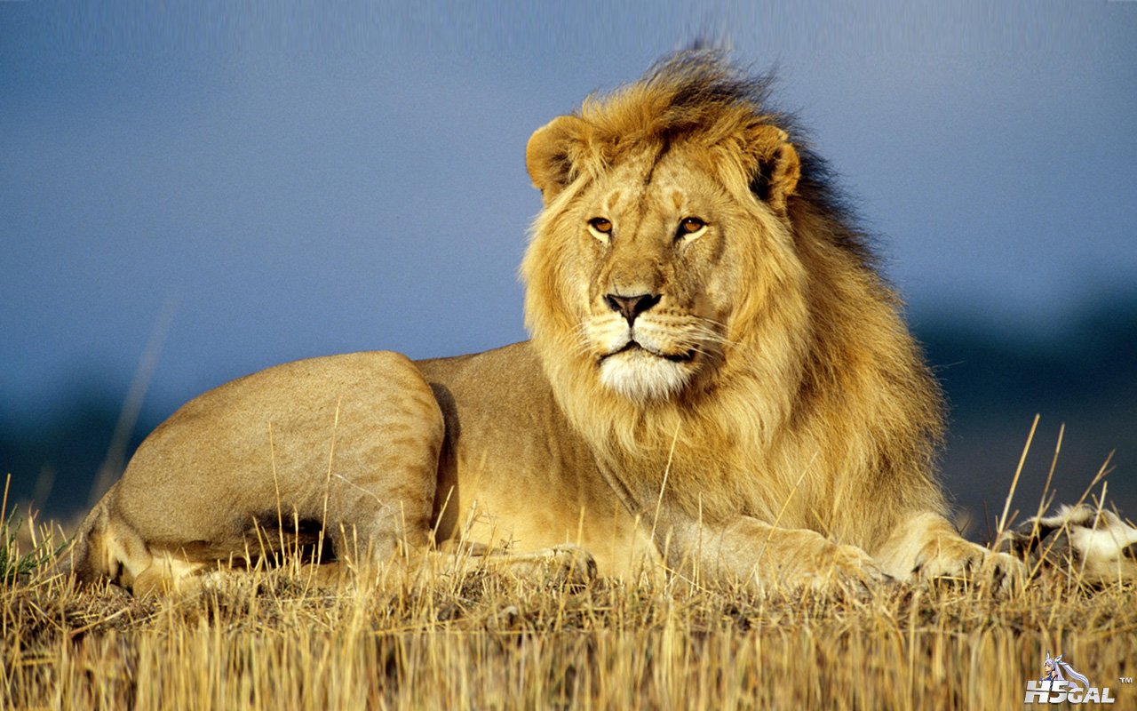 Lions_deskTX-1280-800.jpg
