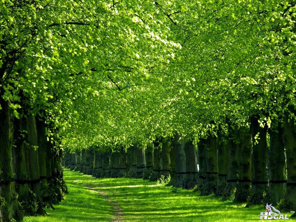 green [DesktopNexus.com].jpg
