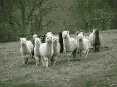 010c7f69d46ac446ff5f8f78d8f1f514.GIF