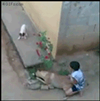 2.gif
