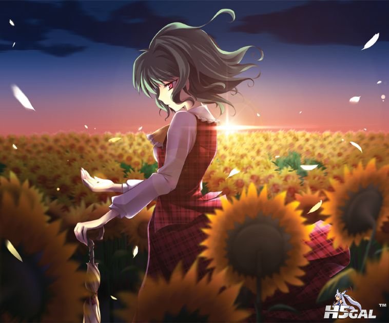太阳花田.jpg