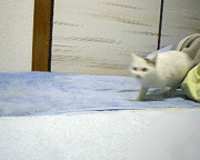 23.GIF