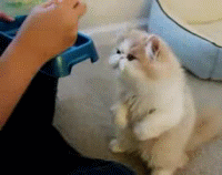 0824ab18972bd4077d2e7f447b899e510eb30999.gif