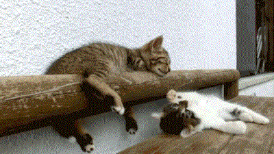 1120612155948174204.gif