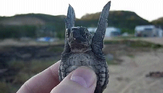 2012062809505035928.gif