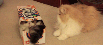 adsv.gif