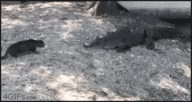 2000.gif