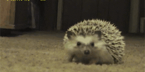 3fde2699cf4690fdcd8030553d8a9a16.gif