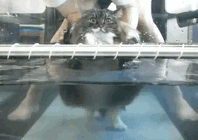 9f861a3f422081adc7df1757a944cd41.gif
