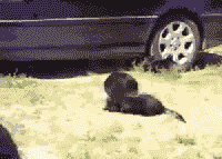 004.gif