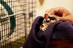 1.gif