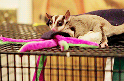 2.gif