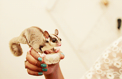 3.gif