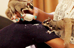 4.gif