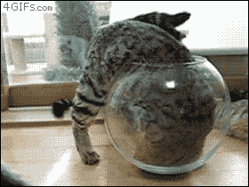 7.gif