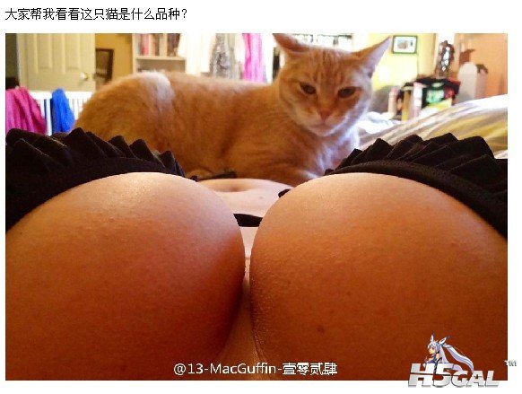 猫不是重点