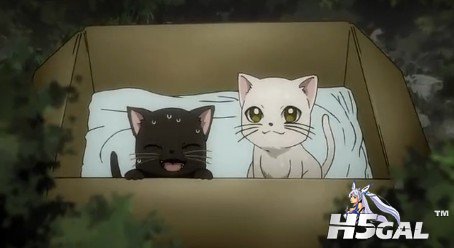伊克西翁猫.jpg