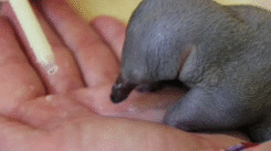 04.gif