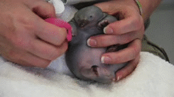 05.gif