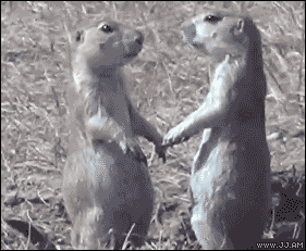 0001.gif