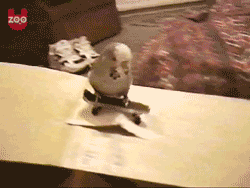 4.gif