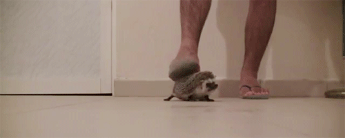 4.gif
