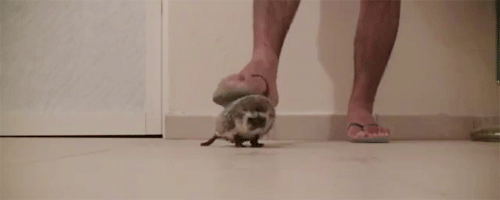5.gif