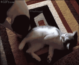1.gif