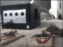 1.gif