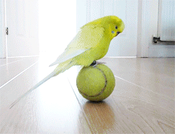 05.gif