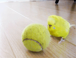 06.gif