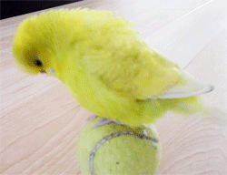 08.gif