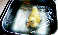 09.gif