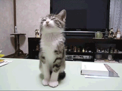 15.gif