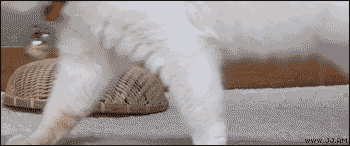 5.gif